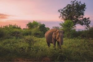 Up Close with Elephants and Tea Plants in Sri Lanka