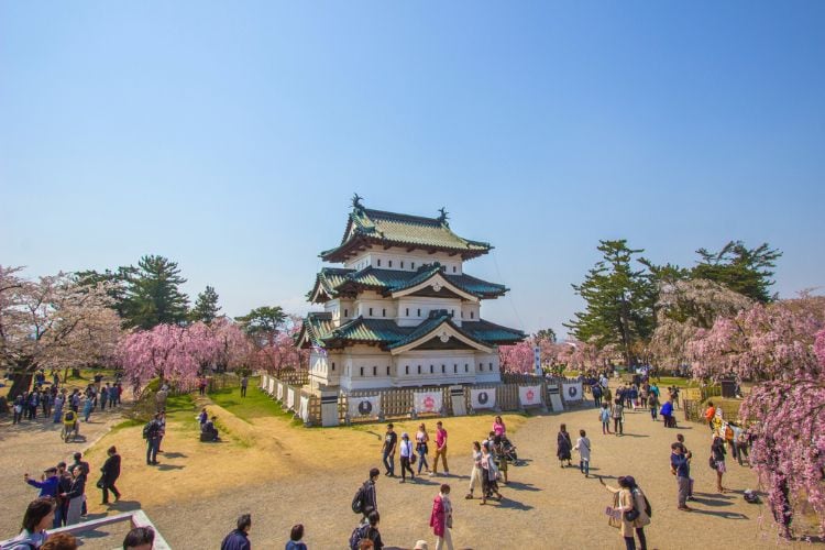 Weeping cherry trees at full bloom around the main keep of Hirosaki Castle
