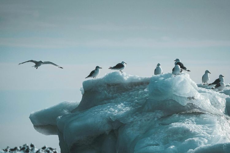 Arctic terns
