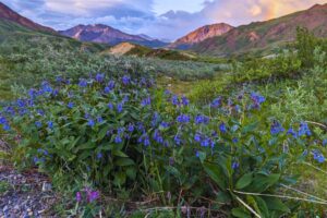 Wildflowers and mountain views abound in Denali National Park. Photo by Shirley Johnson