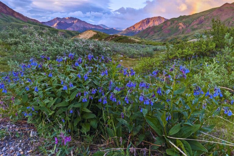 Wildflowers and mountain views abound in Denali National Park. Photo by Shirley Johnson