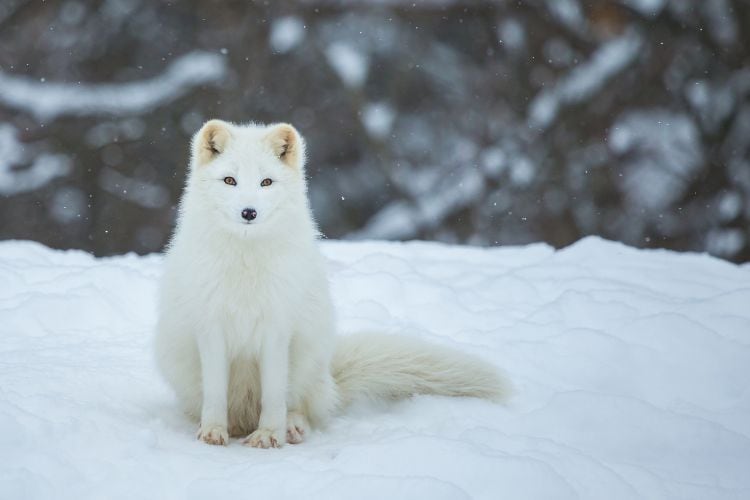 A beautiful Artcic Fox