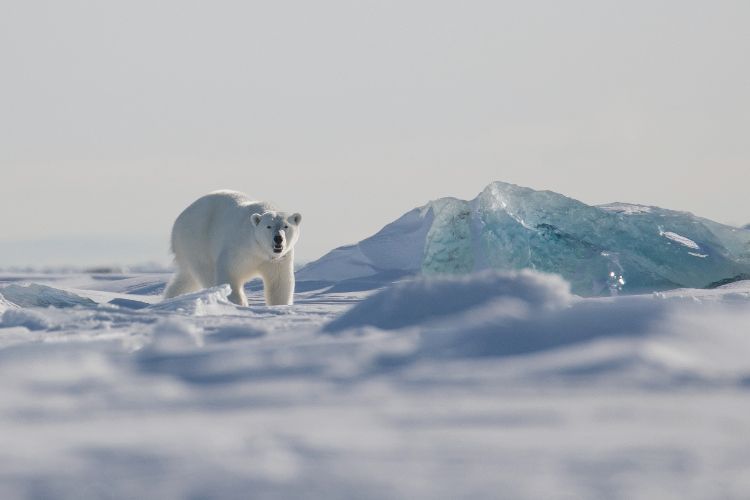 Polar Bears on Svalbard