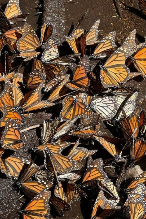 Monarch butterflies clustered at Sierra Chincua Reserve