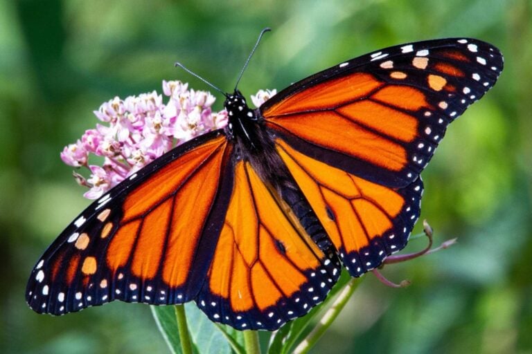A monarch butterfly pauses on a bloom during its epic journey to Mexico. Photo by Joshua J. Cotten, Unsplash