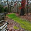 The Old Natchez Trace, a historic forest trail running through Tennessee, Alabama, and Mississippi.
