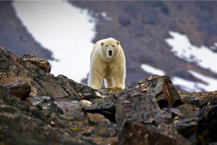 Polar bear on a rocky mountain in Svalbard, Norway