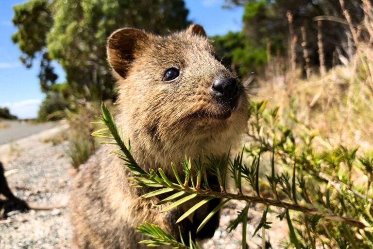 Cute Quokka on Rottnest Island