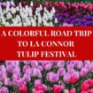 Skagit Valley A COLORFUL ROAD TO LA CONNOR TULIP FESTIVAL