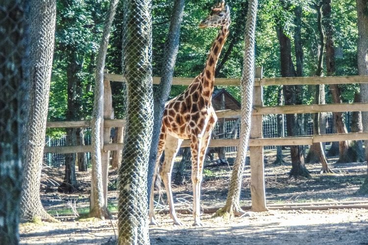Giraffe at Targu Mures Zoo