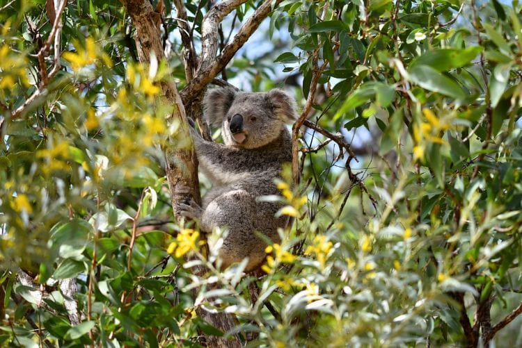 Koala on Magnetic Island