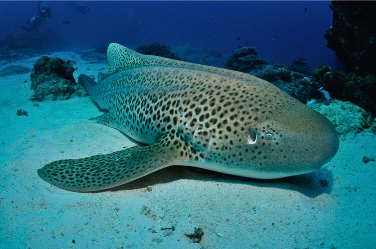 Leopard Shark, Lady Elliot Island