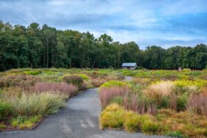 Native plants produce layers of color and texture at the Delaware Botanic Gardens. Photo by Julie Dee Suman