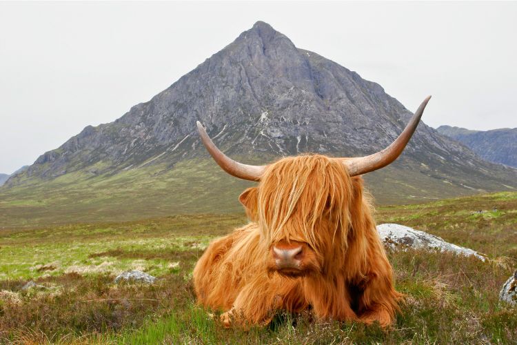 Highland cow posing in front of Buachaille Etive Mòr