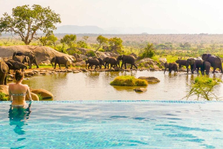 Elephants at the natural water hole just below the Four Seasons Safari Lodge Serengeti pool.