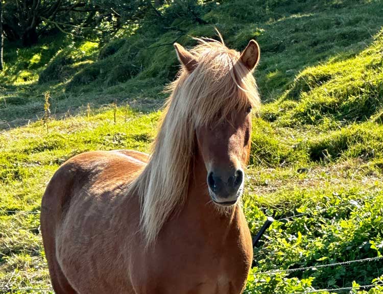 A beautiful Icelandic horse. Photo by Janna Graber