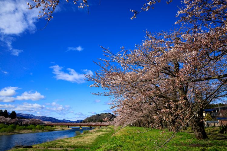 Japan Cherry blossoms