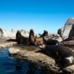 Swimming with sea lions is just one water adventure to be had in Mexcio's Baja. Image by stockcam from Getty Images Signature via Canva