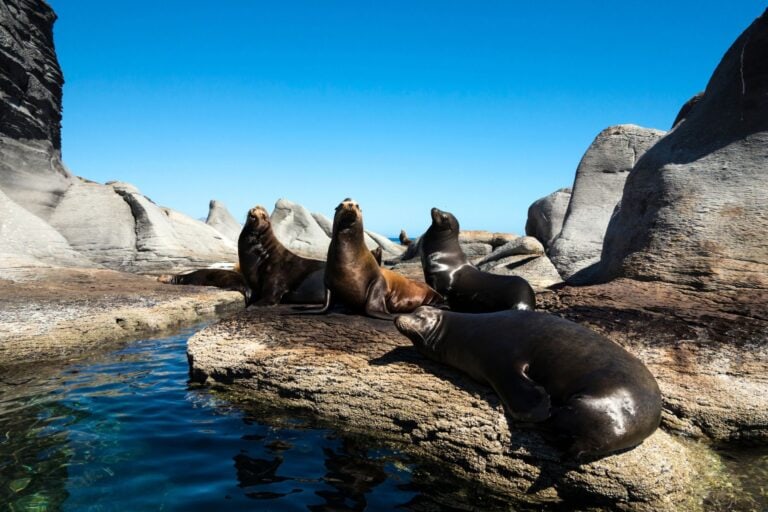 Swimming with sea lions is just one water adventure to be had in Mexcio's Baja. Image by stockcam from Getty Images Signature via Canva