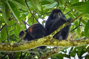 Beautiful primary rainforest with howler monkeys watching over base camp. Photo by Nicola Bickers