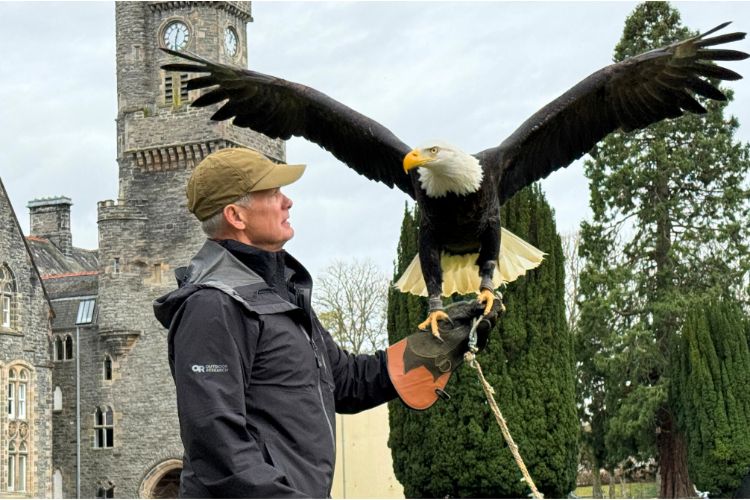 Birds of prey demonstration