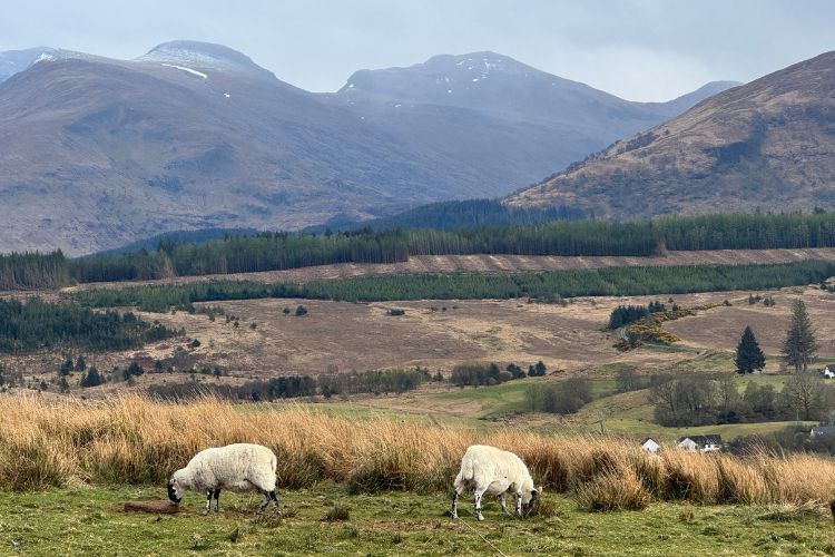 Sheep in Scotland