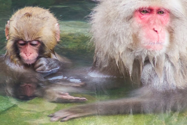 Snow monkeys bathing in the hot springs