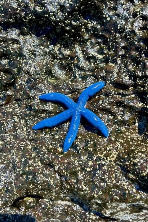 Starfish