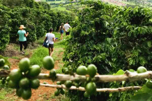 A walk among towering coffee plants, nearly 10 feet tall. Photo by Javier Di Napoli