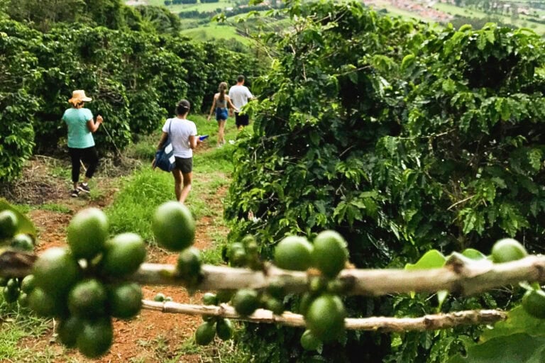 A walk among towering coffee plants, nearly 10 feet tall. Photo by Javier Di Napoli