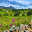 The view from a small lane in Donegal past flowers and lush fields to Mount Errigal in the distance. Photo by Christine Loomis