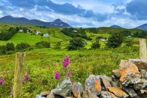 The view from a small lane in Donegal past flowers and lush fields to Mount Errigal in the distance. Photo by Christine Loomis