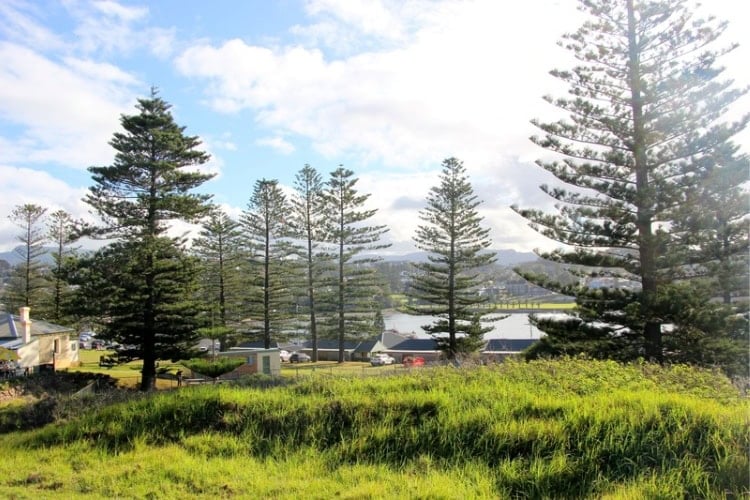 Norfolk Pine trees of Kiama