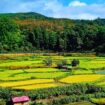 Golden rice terraces shimmer in Timor-Leste's lush interior valleys, where centuries-old farming traditions continue to shape the landscape. Photo by Edward Placidi