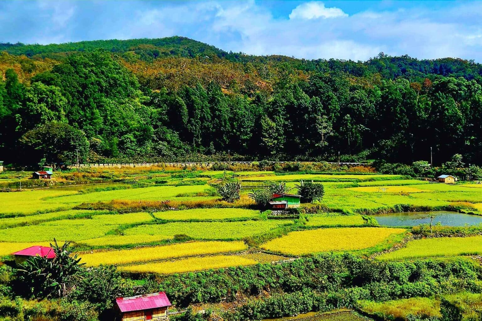 Golden rice terraces shimmer in Timor-Leste's lush interior valleys, where centuries-old farming traditions continue to shape the landscape. Photo by Edward Placidi