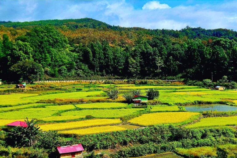 Golden rice terraces shimmer in Timor-Leste's lush interior valleys, where centuries-old farming traditions continue to shape the landscape. Photo by Edward Placidi