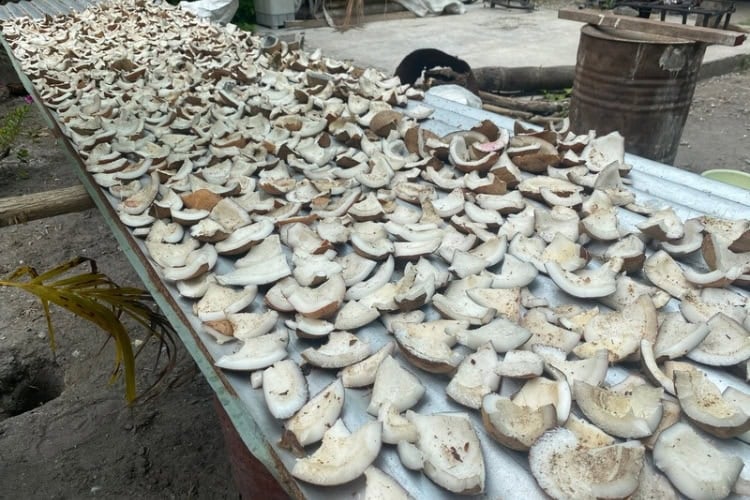 Villagers in Kiribati drying coconuts in front of their homes