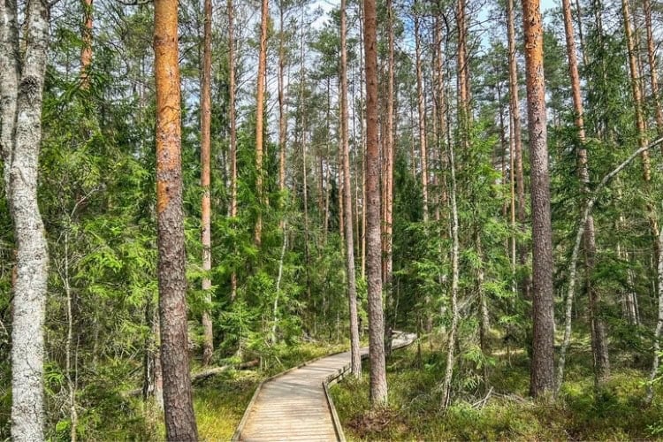 A photo depicting Aegviidu National Park in Estonia