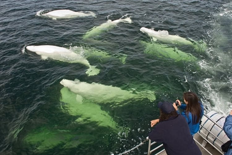 Beluga whales in Hudson Bay. Photo by Travel Manitoba