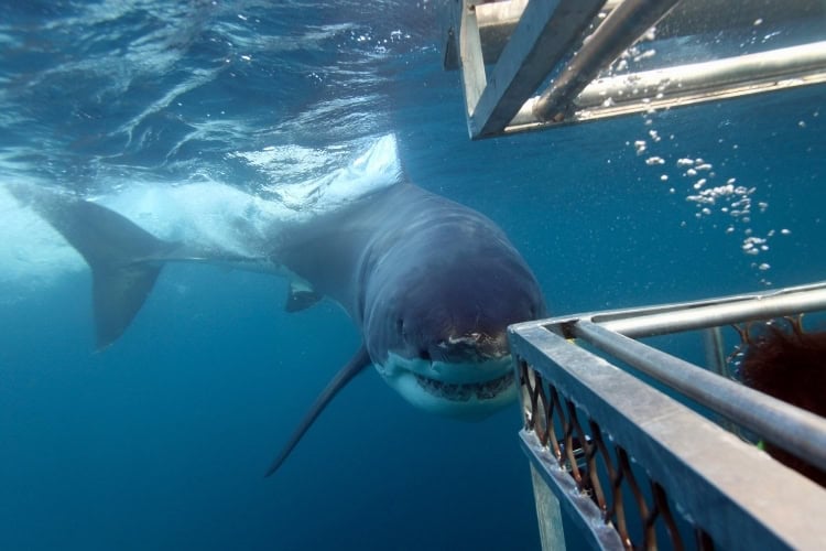 Cage diving with a great white shark at the Neptune Islands. Photo by Alessandro De Maddalena via iStock