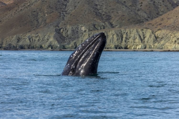Gray whale in Magdalena Bay, Baja California Sur. Photo by Andrew Peacock from Getty Images via Canva 