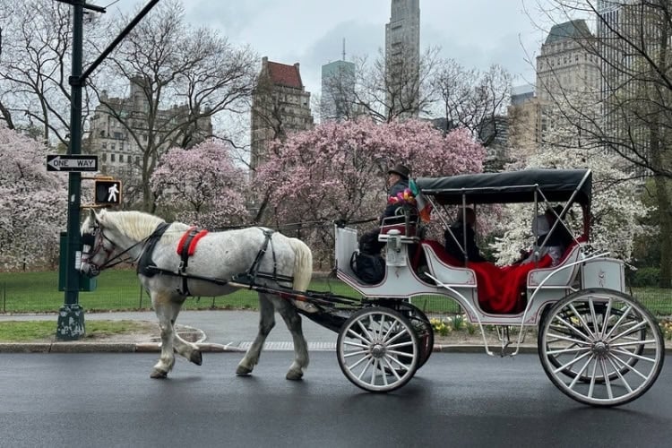 Horse-drawn carriage in Central Park