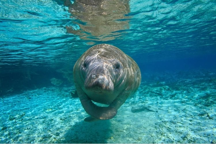Manatees frequent the waters by Citrus County, Florida. Photo by THIERRY EIDENWEIL from Getty Images via Canva