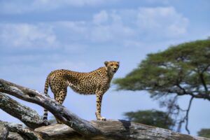 Serengeti National Park, Tanzania. Photo by Partha Narasimhan, Unsplash