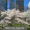 Spring in Central Park - Pinterest