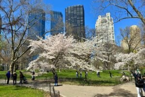 Spring awakens in Central Park. Photo by Don Mankin