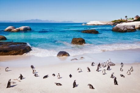 Cape Town's Boulders Beach penguins showcase why South Africa's ocean safari rivals the famous Big Five experience. Photo by Daniel Harwardt from Getty Images via Canva