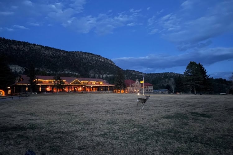 A deer walks across a lawn in front of a building adorned with strings of lights.