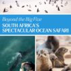 South Africa's Spectacular Ocean Safari