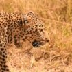 A leopard surveys the savannah. Uma Miller